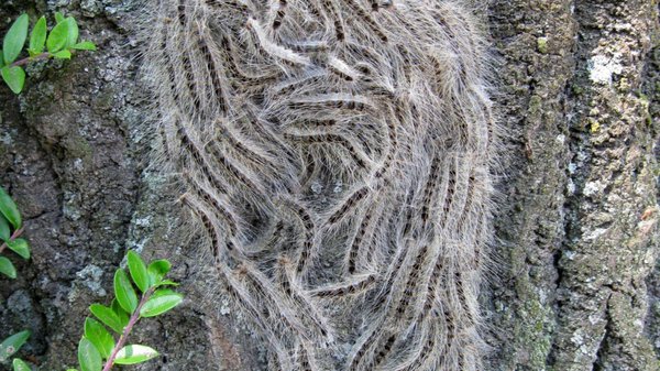 Le danger des nids de chenilles : contactez un professionnel !
